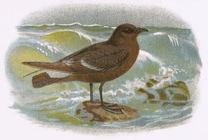 Petrel de tormenta